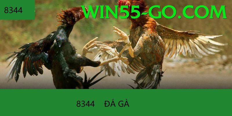 Đá Gà Trực Tiếp - win55 - Di động