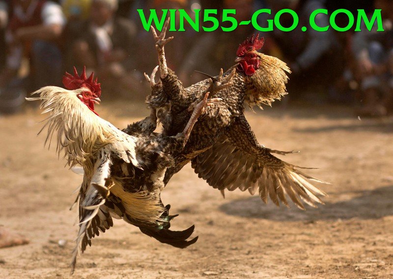 Trường Đấu Đá Gà Chuyên Nghiệp - Hỗ trợ